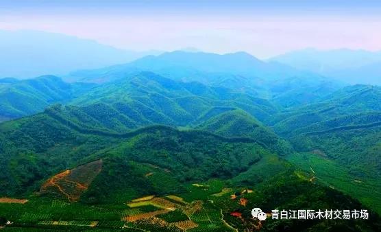 【林業資訊】 新《中華人民共和國森林法》正式實施